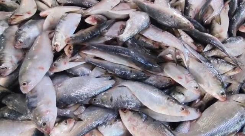 hilsa-fishes-at-the-kalapara-fish-market-on-thursday-morning-42921749ea35718e501502309b11ea101757346935.jpg