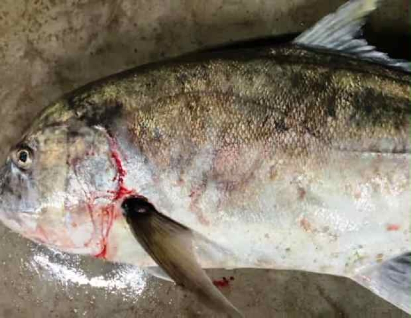 a-traveli-figh-weighing-30-kg-was-caught-in-the-net-of-a-kuakata-fisherman-1f8160e8a80a7a77c137786500d02dab1757694419.jpeg