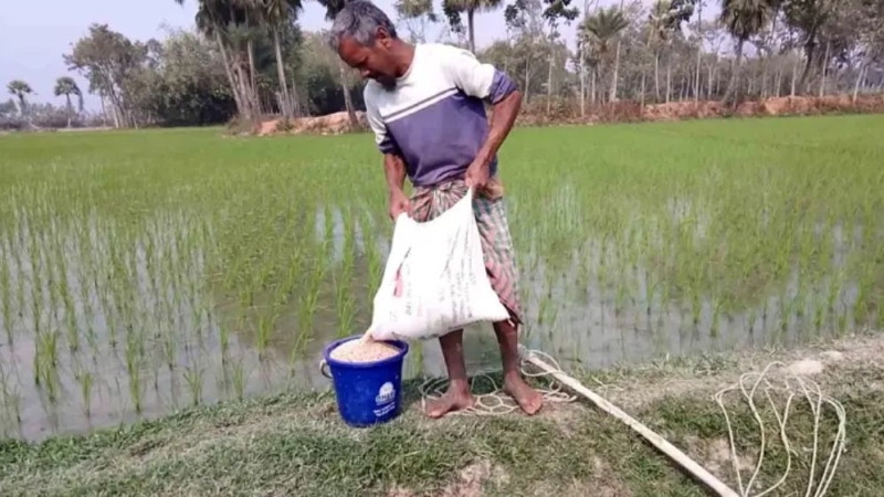 chemical-fertilizer-about-to-be-used-in-a-paddy-filed-by-a-farmer-in-rangpur-a68fcbac98838f7a59199918cd8110c51764128503.jpg