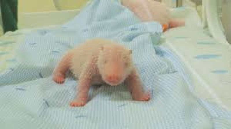 a-newly-born-giant-panda-cub-named-satrio-wiratama-is-seen-inside-an-incubator-in-cisarua-west-java-indonesia-taman-safari-indonesia-via-ap-1-91e7a655da86637137782eca732a1a211765165934.jpg
