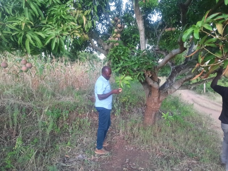shem-kuya-sampling-a-mango-tree-on-a-farm-in-makueni-county-5ea976758d0fbe28fdbc3f03d70e6e221766404090.jpeg