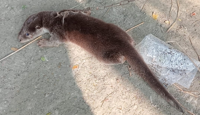 an-ottar-of-a-threatened-species-has-been-recovered-in-kalapara-ce407bd2d703273cbce330ba6f1e8aca1766854170.jpg