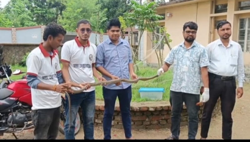 darash-and-kal-nagini-snake-rescued-in-kalapara-704ee0b4bedc8fd2fa48220ad03815741777987676.jpg