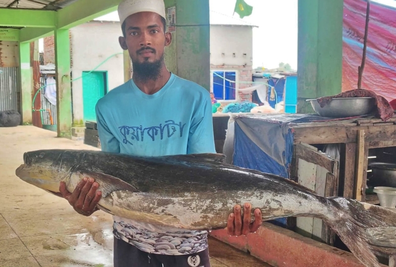 20-kg-marine-shoal-fish-caught-in-the-bay-sold-for-taka-14000-in-kalapara-78805484207060edc79817cce0bdffb41784785757.jpg