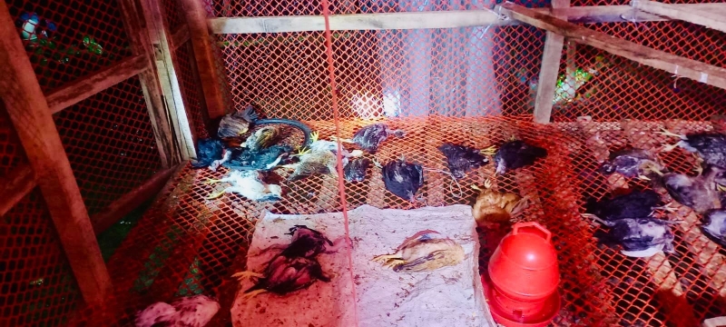two-hundred-chickens-were-killed-in-kalapara-out-of-enmity-on-monday-31-august-2026-528fa1ec33943d04b17d0d903a677c541788197488.jpg