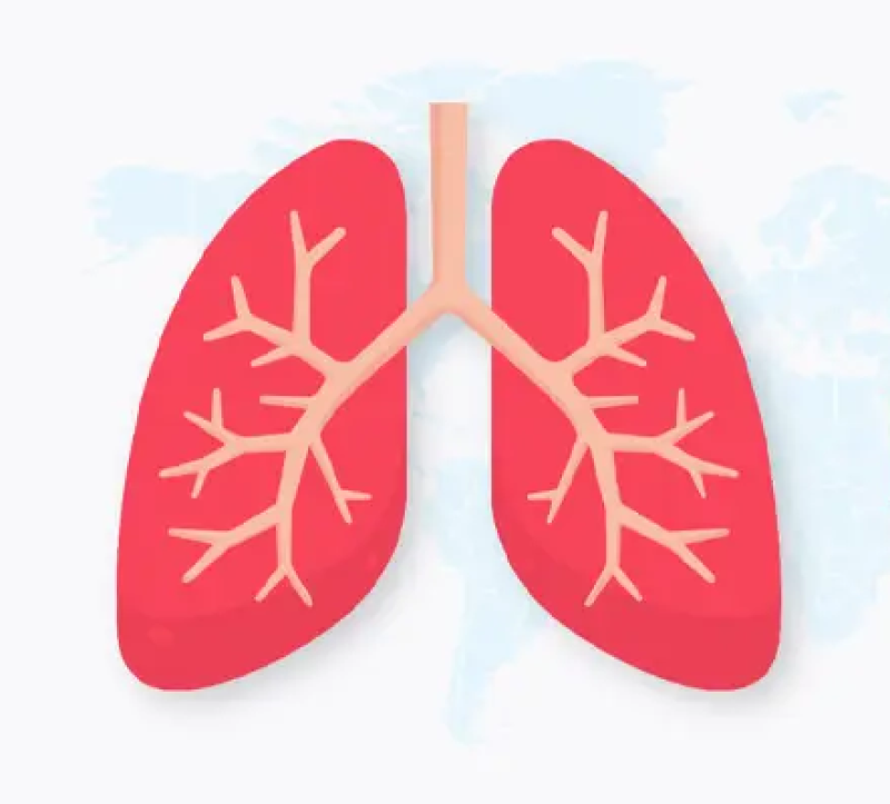 lungs-of-humans-9dc0598badfe0e622ab2345830b14d971790267814.png
