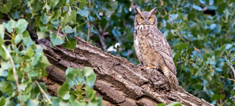 biodiversity-935c184657222e8678b9f8b404ca41ed1792946597.jpg