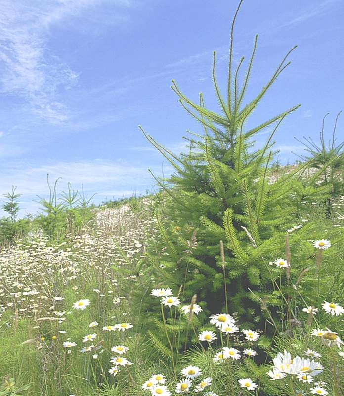 conserve-biodiversity-for-sustainmable-life-on-planet-earth-8cdf845f23778aa4bf0e845ba85c32091793078075.jpg