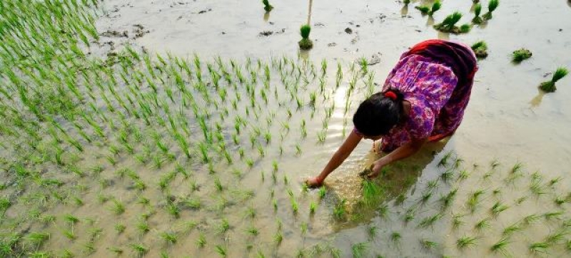 a-farmer-transplants-paddy-in-rupan-nepal-af068d1dd2fa8342567223ef2920a2751740543524.jpg