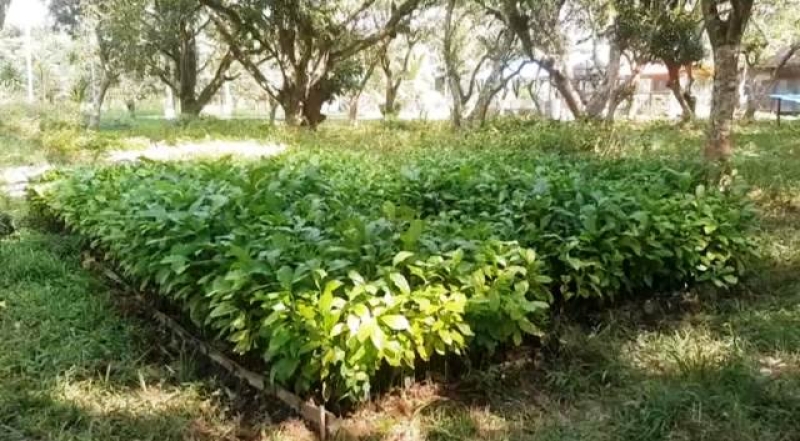 a-coffee-and-cashew-nut-farm-in-bandarban-hill-district-a676afeb491210966bb3923c300ba60d1740972309.jpg