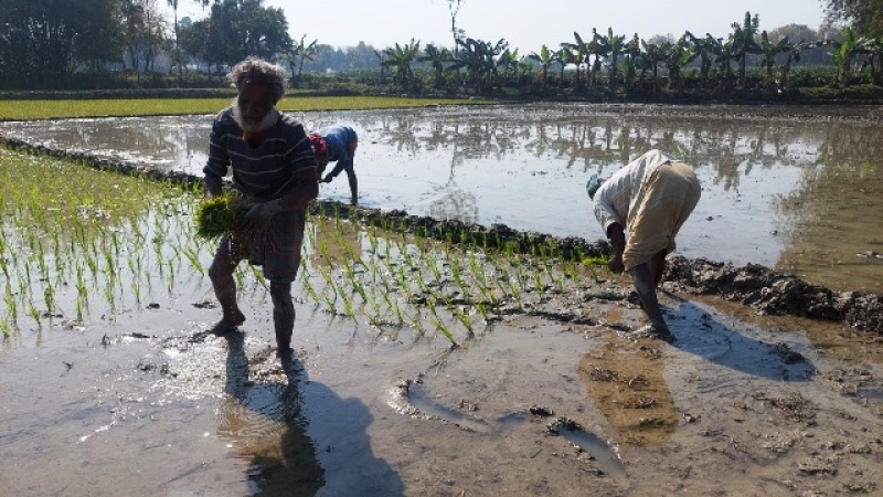 farmers-transplanting-paddy-seedlings-in-kushtia-in-the-ganges-kobadak-irrigation-project-area-4233a875dfb176d2a61fdaeef5b10fb11741668576.jpg