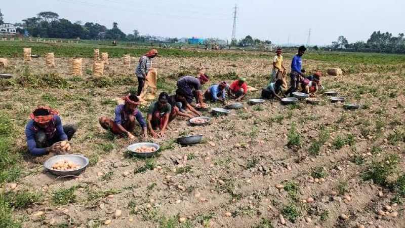 munshiganj-farmers-harvest-potatoes-15c842ccdce7c46f16cc11be053e7d9f1742700652.jpg