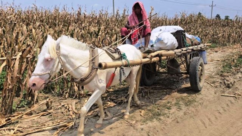a-horse-cart-being-used-to-carry-goods-to-remote-isles-of-faridpur-in-bangladesh-a7690fe1885c5ba8e81e8c932c4cce961747711178.jpg